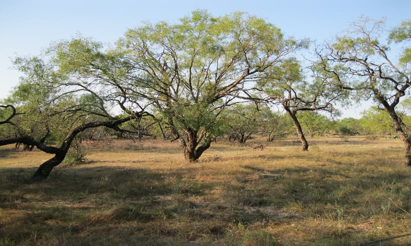 Mesquite charcoal production 1